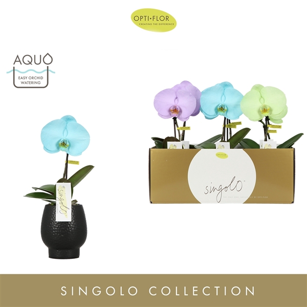 <h4>Singolo Aquarello Northern Light in Abruzzo Black Aquo</h4>