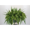 Setaria Italica Volle Melk