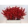 Ilex Rood
