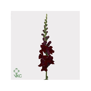 Antirrhinum Potomac Red