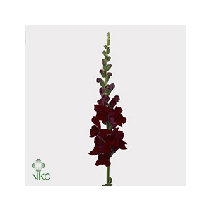 Antirrhinum It. Red
