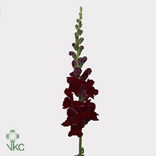 <h4>Antirrhinum Potomac Red</h4>