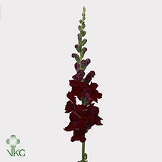 <h4>Antirrhinum It. Red</h4>