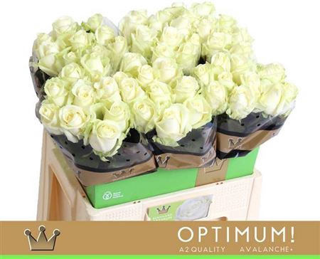 <h4>Rosa grootbloemig Avalanche+</h4>