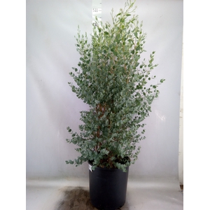 Eucalyptus gunnii