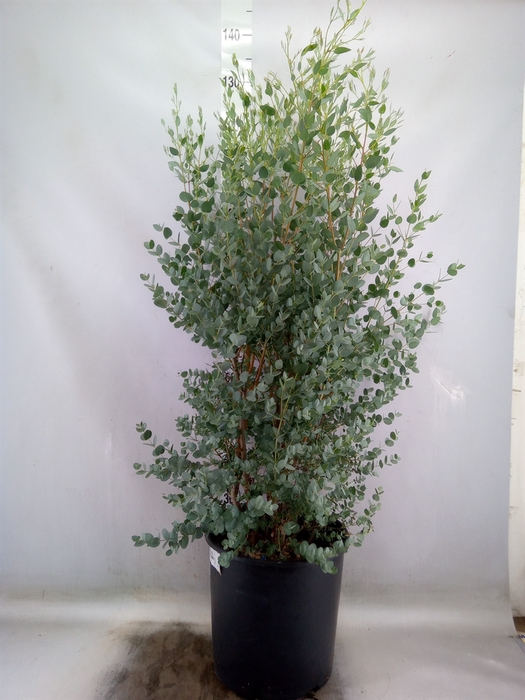 <h4>Eucalyptus gunnii</h4>