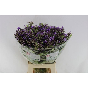 PHLOX P VAN GOGH