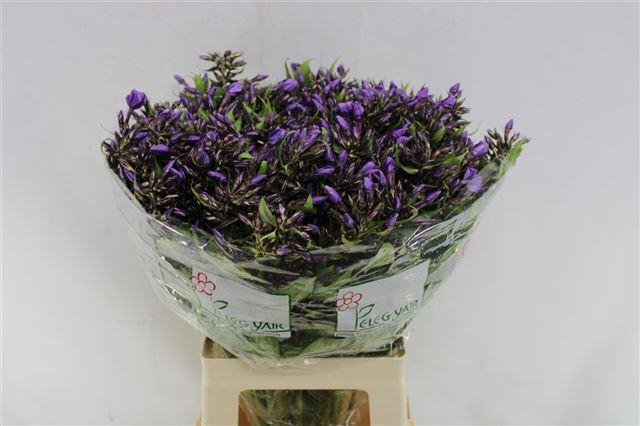 PHLOX P VAN GOGH