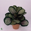 Calathea rosea-picta Rosy 14Ø 40cm