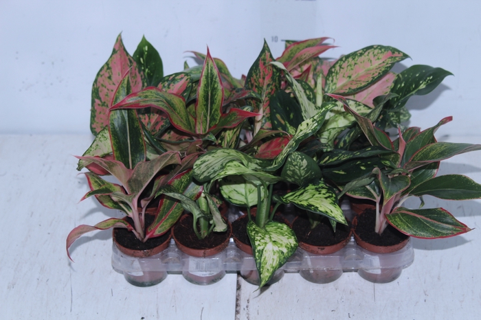 <h4>AGLAONEMA VARIADA P06</h4>