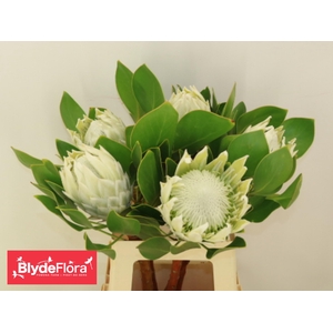 PROTEA CY AYOBA A IC