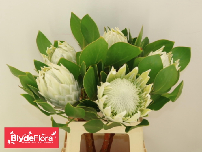 <h4>PROTEA CY AYOBA A IC</h4>
