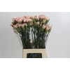 Dianthus St Creola