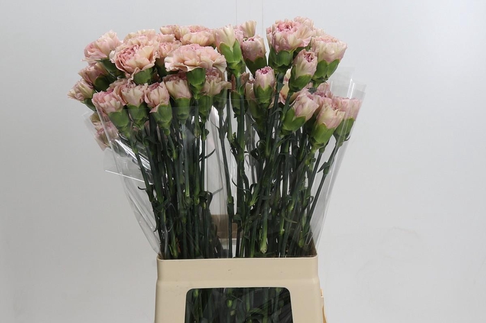 Dianthus St Creola
