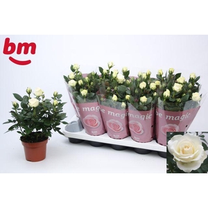 ROSA WHITE BEAU MONDE P12