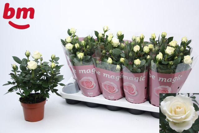 <h4>ROSA BEAU MONDE WHITE</h4>