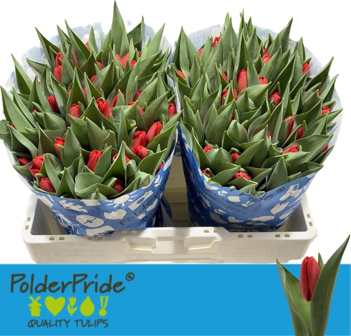 <h4>Tu En Spot On</h4>