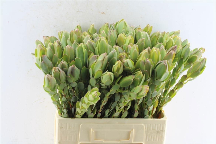 <h4>LEUCAD DISCOLOR</h4>