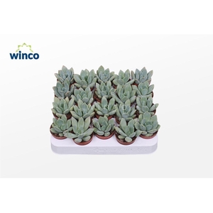 Pachyveria Grey Crown