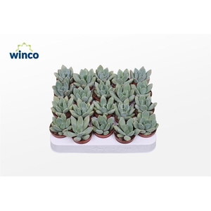 Pachyveria Grey Crown