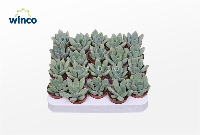 Pachyveria Grey Crown