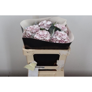 Hydr Wx 50cm Wit Icy