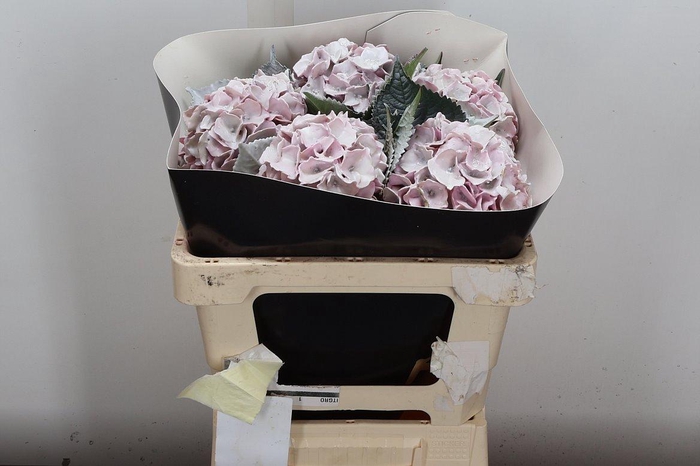 <h4>Hydr Wx 50cm Wit Icy</h4>