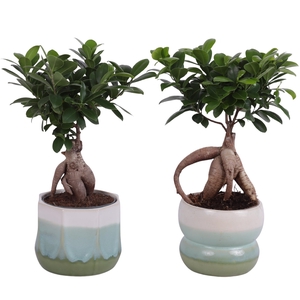 Ficus m. Ginseng Ball Shape Ø12cm in Ø15cm Ceramic FB675