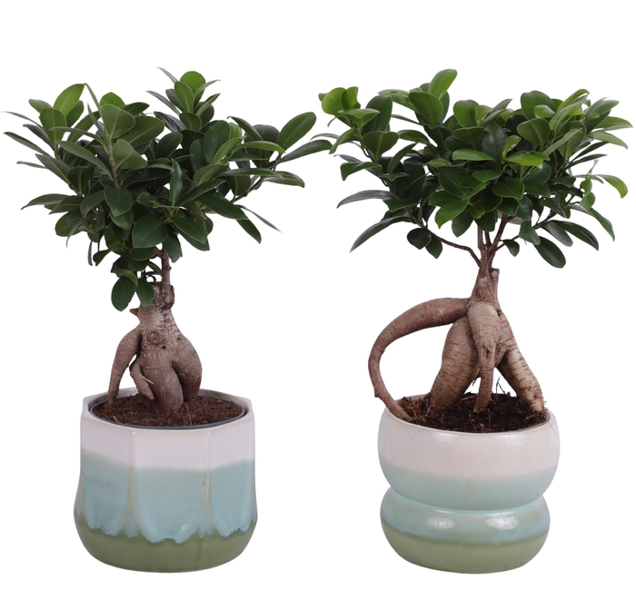 <h4>Ficus m. Ginseng Ball Shape Ø12cm in Ø15cm Ceramic FB675</h4>