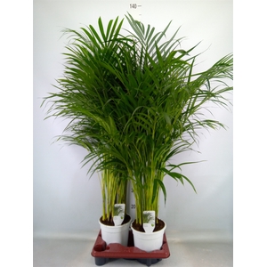 Dypsis lutescens   ...Chrysalidoca