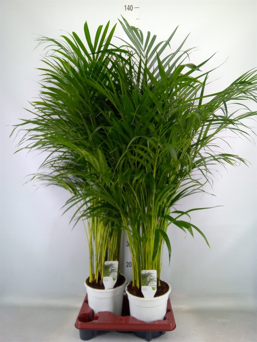 <h4>Dypsis lutescens   ...Chrysalidoca</h4>