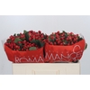 Hypericum True Romance