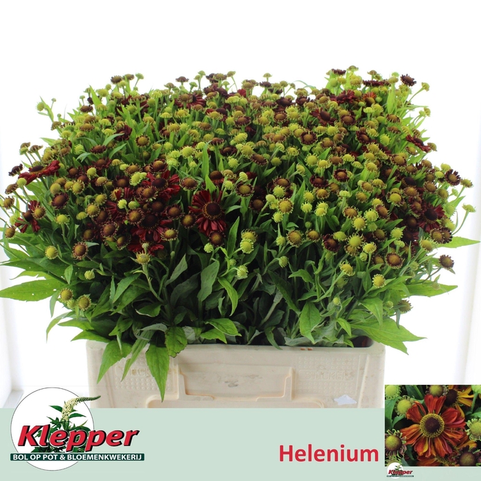 <h4>HELEN AUTUMN FIRE</h4>
