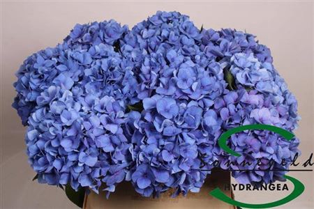 <h4>Hydr M Ch Pimpernel</h4>