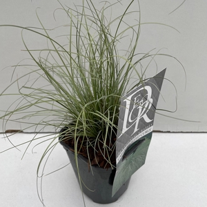 Graminées Carex 'Frosted Curls'