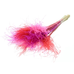 Stypha Penata 10 Tufts Per Bunch Love Mix