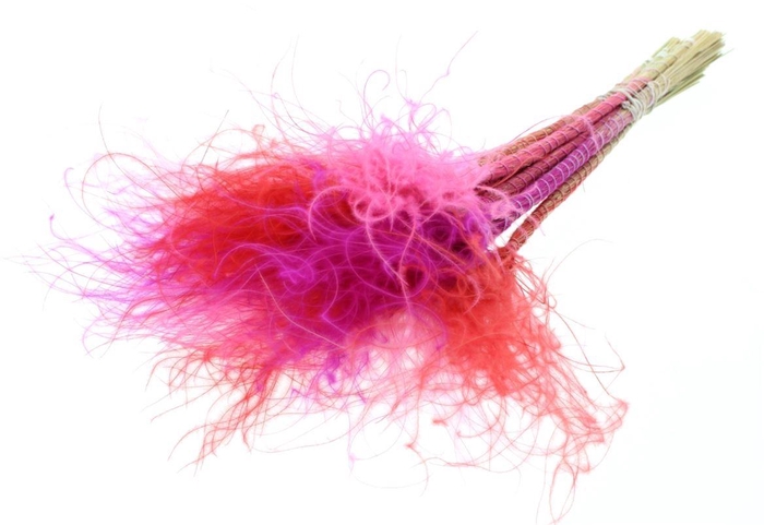 Stypha Penata 10 Tufts Per Bunch Love Mix