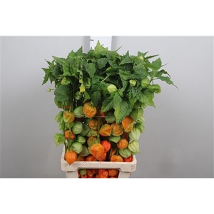 Physalis Lampion Tak