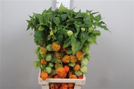 <h4>Physalis Lampion Tak</h4>