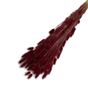Droogbloem Lagurus 65cm 100g