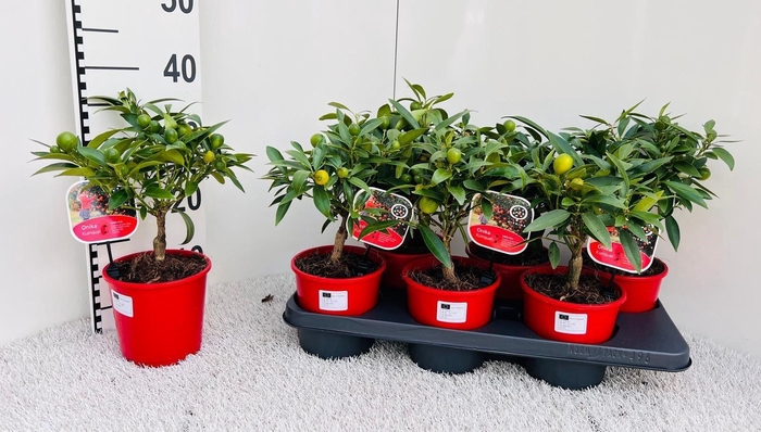 <h4>Citrus Kumquat Poliandra medi-stem</h4>