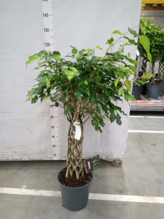 <h4>Ficus benja. 'Exotica'</h4>