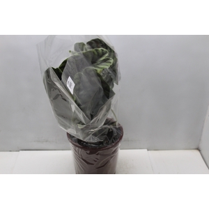 ALOCASIA CUPREA P23