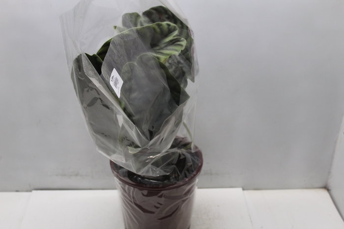 <h4>ALOCASIA CUPREA P23</h4>