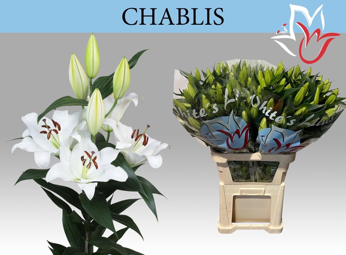 <h4>LI OT CHABLIS</h4>