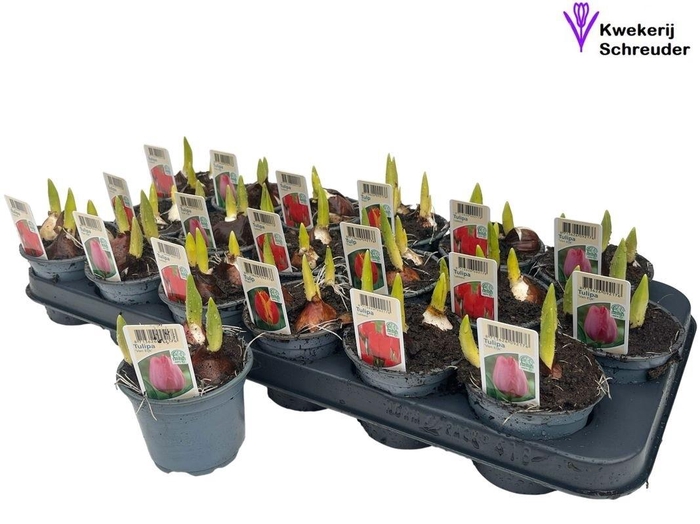 <h4>TUL GEM 3 KLEUREN</h4>