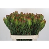 Leucadendron Laurel Yellow