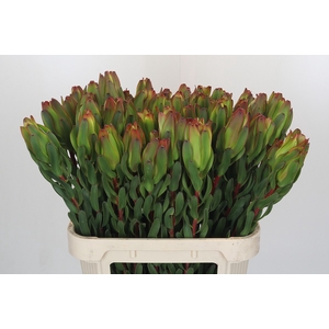 Leucadendron Laurel Yellow