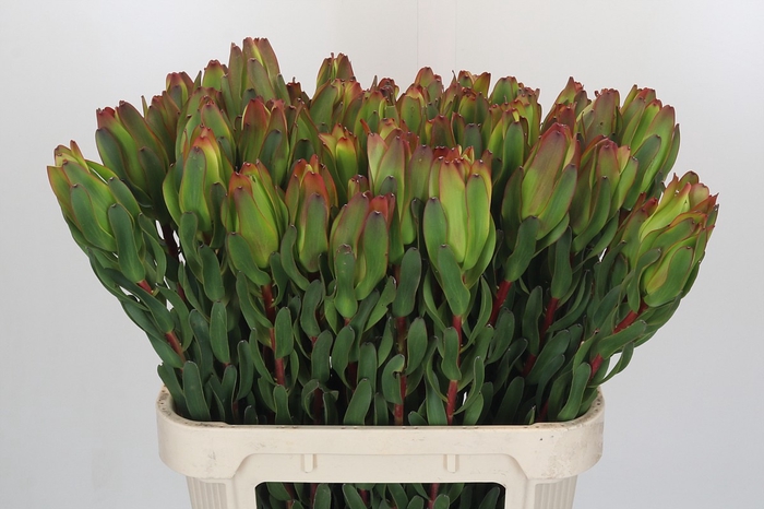 <h4>Leucadendron Laurel Yellow</h4>