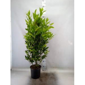 Laurus nobilis